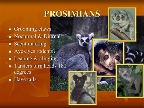 PROSIMIANS & ANTHROPOIDS - ppt download