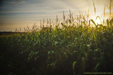 corn-field-sunset | Ga Mountains Guide