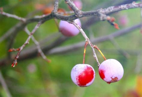 Mexican Plum (Plants of Dallas/Fort Worth) · iNaturalist