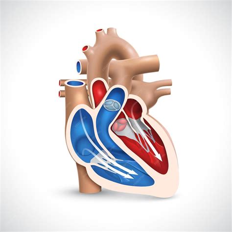 Premium Vector | Crosssection of the human heart showing the ...