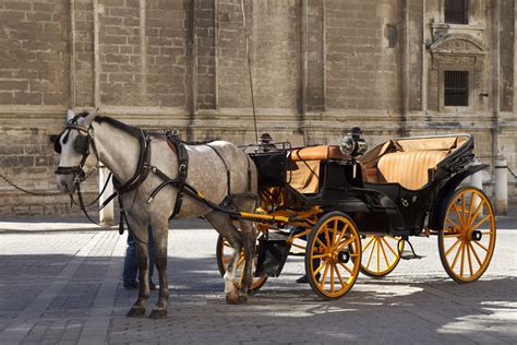 Carriage Driving in 1909 – Amy Drown