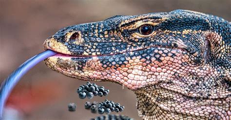 Komodo Dragon Pet: Caring for Your Extraordinary Reptile Companion