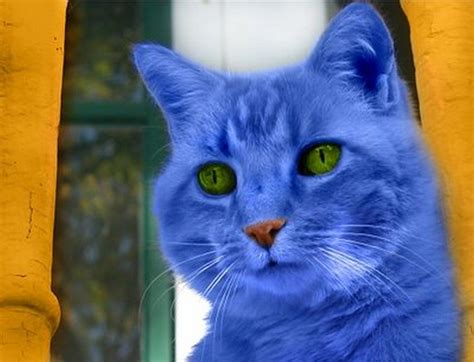 blaue katze bilder, blaue katzebild und foto - Tier Bilder | Blue cats, Cats, Cute animal pictures