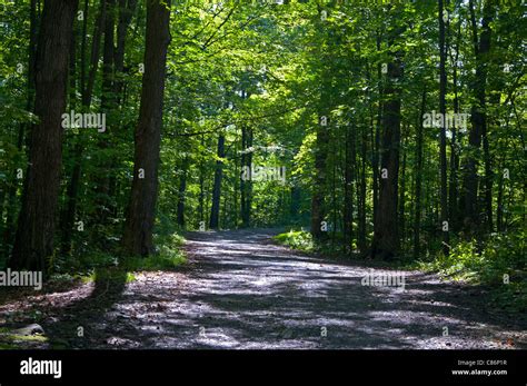 A trail through the woods Stock Photo - Alamy