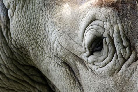 Rhino eye stock photo. Image of head, fierce, white, reserve - 19770870