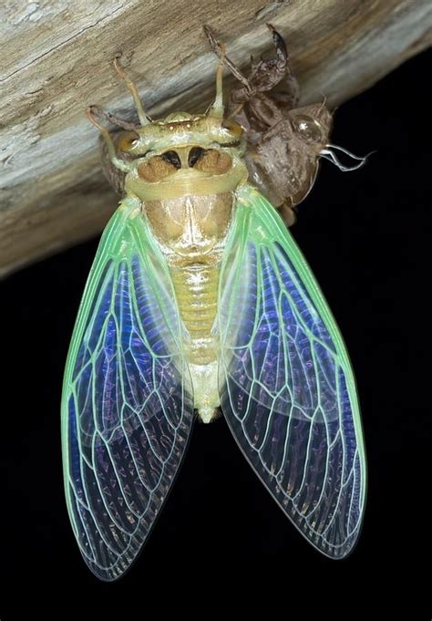 wings! | Cicada, Beautiful bugs, Bugs and insects