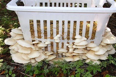 73 Best images about Edible fungi on Pinterest | Mushroom cultivation, Grow your own and Edible ...