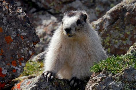 Wildlife in the Alps