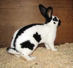 Breeds Rabbit: American Checkered Giant Rabbit