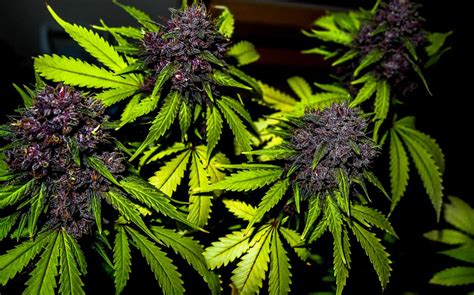 Why do some buds turn purple? (and why that might or might not be a good thing) | Grow Weed Easy