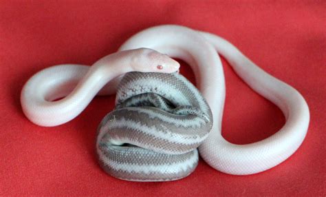 Smith Snow | Rosy Boa Morphs