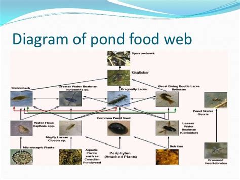 Pond food web | Food web, Pond, Pond life