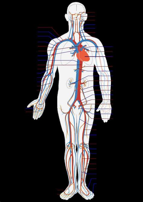 Arteries And Veins Anatomy Diagram | MedicineBTG.com