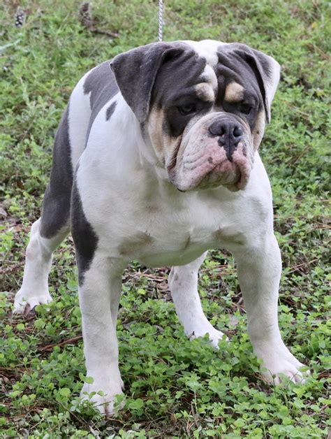 Olde English Bulldogge Puppies For Sale | Ocala, FL #276143