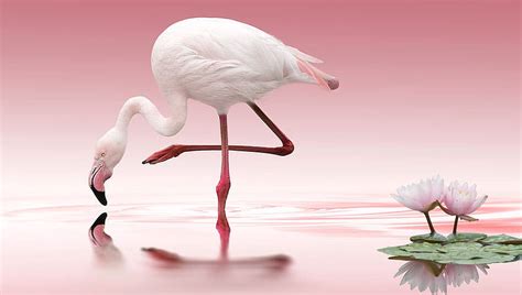 Discover more than 75 flamingo desktop wallpaper - in.cdgdbentre