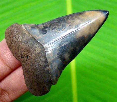 ANCESTRAL GREAT WHITE SHARK TOOTH FOSSIL - 1.97" - NO RESTORATIONS ...