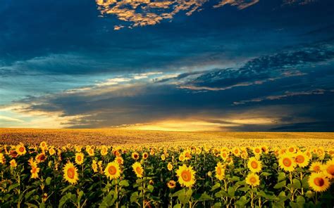 1536x864 resolution | landscape photography of sunflower field HD ...