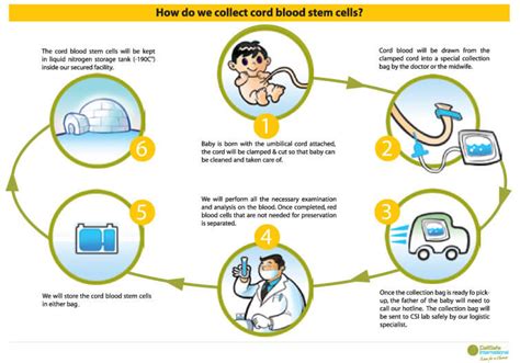 Cord Blood Banking - ShishuWorld