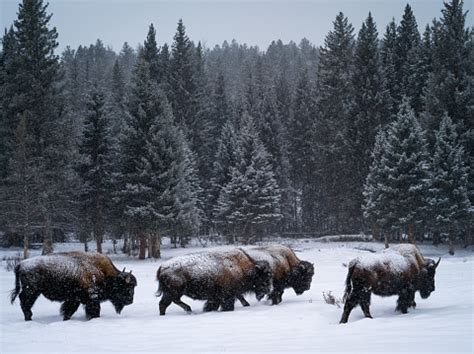 Bison Herd Snow Stock Photo - Download Image Now - American Bison ...