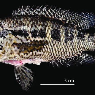 Photograph of the specimen of Guapote jaguar, Parachromis managuensis ...