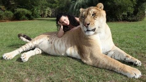 Hercules the liger – putting the 'very very big cat' back in 'big cat' | Metro News