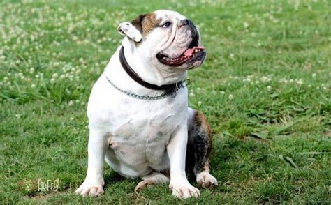 6 Most Dangerous English Bulldog Health Issues - Dog Fluffy