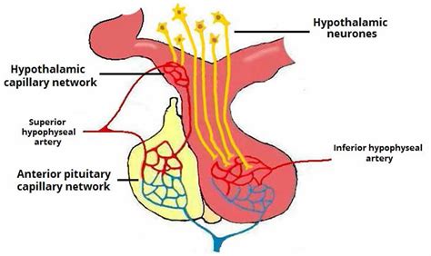 Hypophyseal portal system or hypothalamo hypophyseal portal system