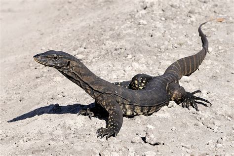 Australian Reptiles List, Pictures & Facts: Amazing Reptiles Of Australia