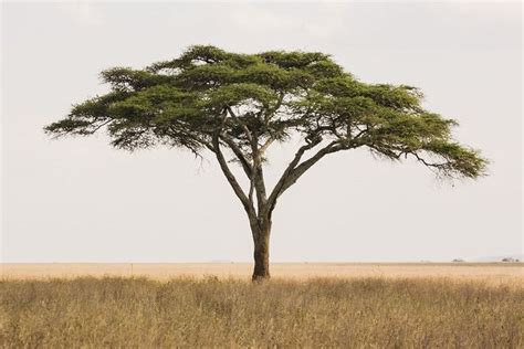 Acacia tree | African tree, Africa trees, Acacia tree