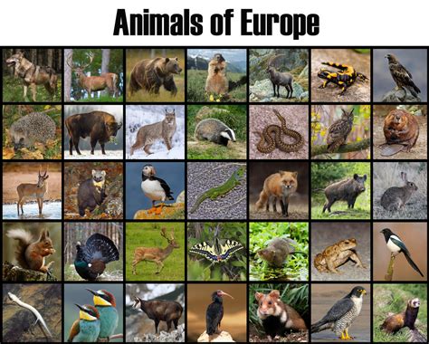 Animals of Europe by Uranimated18 on DeviantArt