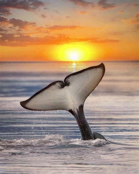 orca-sunset-marys-mark-photography-2 - WhatzViral