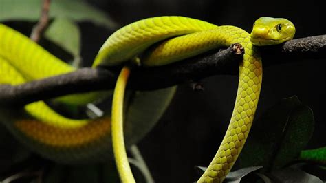 Venomous pet green mamba snake bites owner in NC: Zoo | Raleigh News & Observer