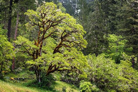 Oregon White Oak (Quercus garryana) - Oregon Photography