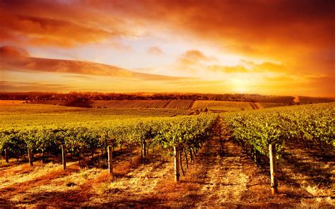 83 Vineyard HD Wallpapers | Backgrounds - Wallpaper Abyss