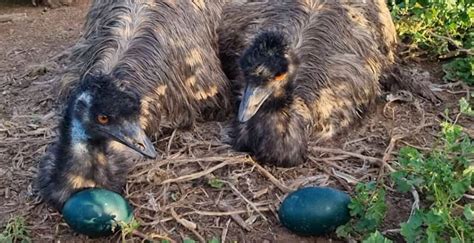 Emu Eggs Size & Look: How Does It Compare With Other Eggs?