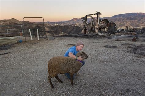 As California Wildfire Neared, A Family Raced To Save Its Animals ...