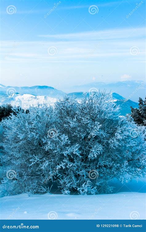 Snowy trees and mountains stock photo. Image of tree - 129221098