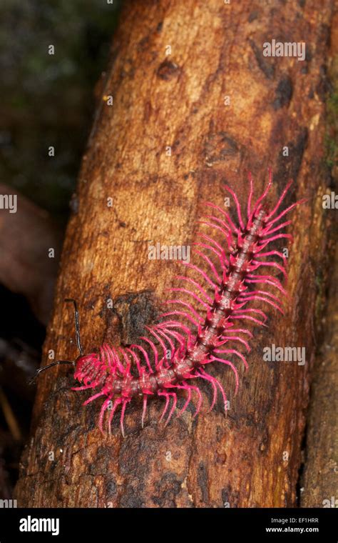 THE SHOCKING PINK DRAGON MILLIPEDE, DESMOXYTES PURPUROSEA Stock Photo - Alamy