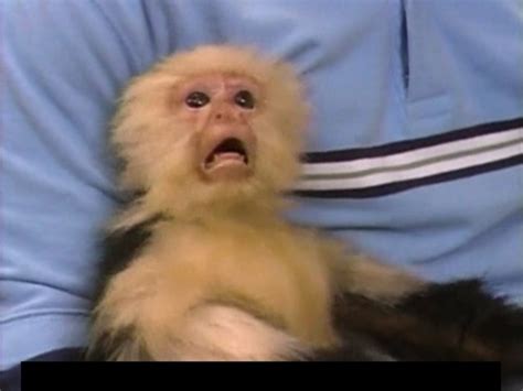 Create meme "monkey, the cry of a frightened monkey, the cry of a confused monkey meme ...