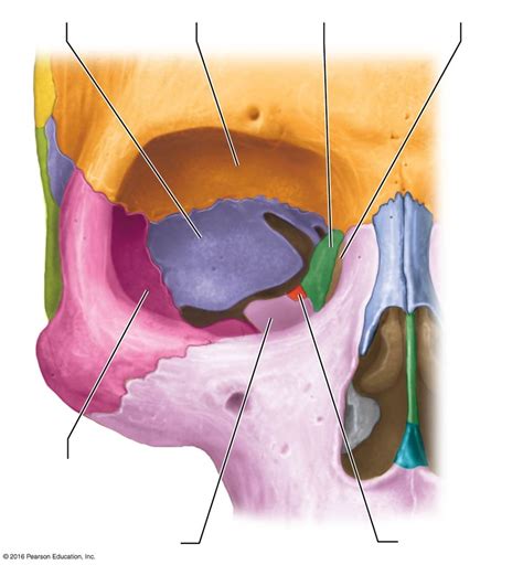 Orbit Bones Diagram | Quizlet