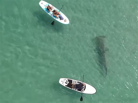 VIDEO: Hammerhead Shark Caught Lurking Near FL Paddleboarders | West ...