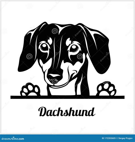 Dog Head, Dachshund Breed, Black and White Illustration Stock Vector ...