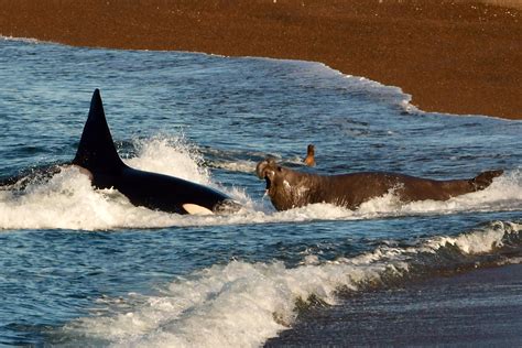 Galería de Fotos de Orcas Stunning Orca Photo Gallery: Explore the ...