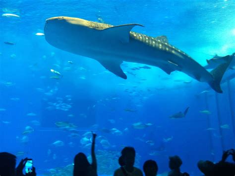 Whale sharks at the Churaumi Aquarium Okinawa | Whale shark, Whale, Okinawa