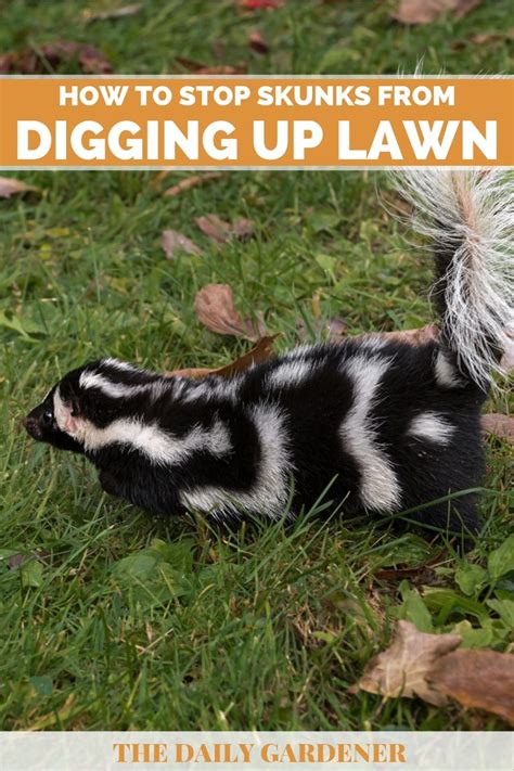 How to Stop Skunks from Digging Up Lawn?