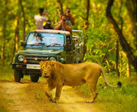 Gir National Park Safari - A Detailed Guide | Gujarat | Hikerwolf