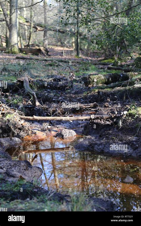 Forest waterfall and stream Stock Photo - Alamy