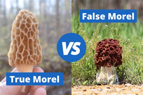 False Morel vs. Morel Mushroom (With Examples) - We Compare them