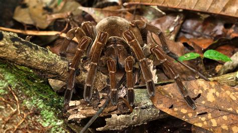 Goliath Birdeater Tarantula Fangs