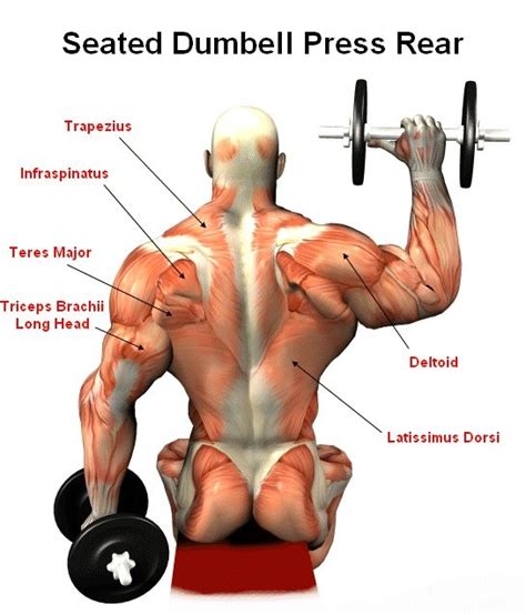 Dumbbell Overhead Press Muscles Worked